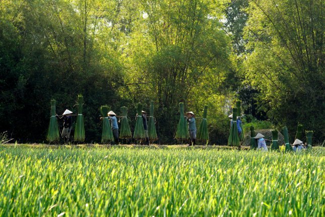 Thân thương nét đẹp đồng cói Tam Quan